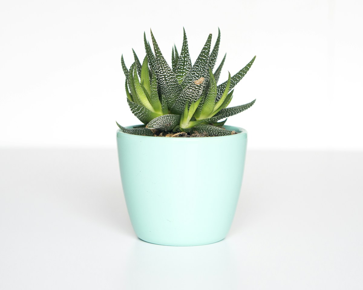 Green succulent in a mint-colored pot, representing home and garden products